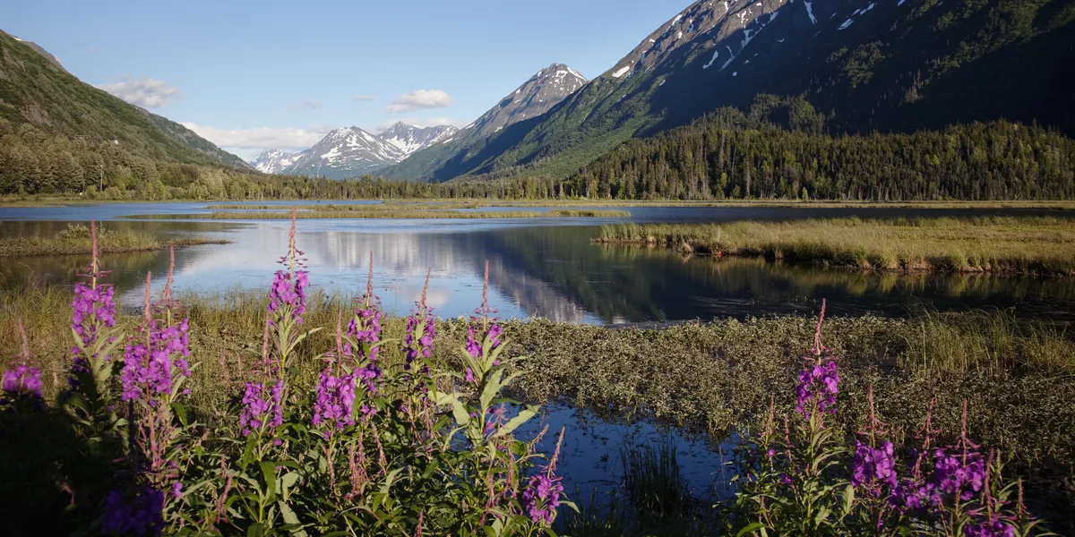 A summer view of an Alaska lake ringed by spruce forest and snow-capped mountains, with wild fireweed blooming in the foreground.